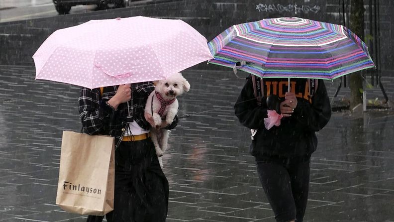 Kesä sade kaupunki koira LEHTIKUVA