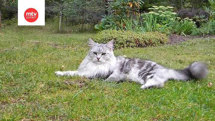 Harvinaisen yrmeän näköinen Jalta-kissa on kadoksissa Espoossa – mirri on  saanut nimensä tunnetun merenrantakaupungin mukaan 