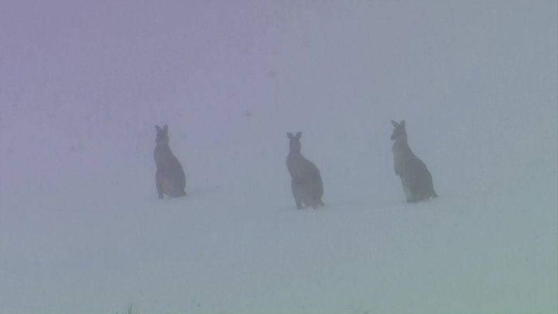 REUTERS kengurut lumessa