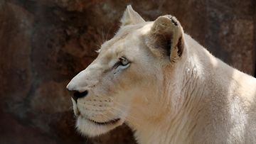 AOP valkoinen leijona kuvituskuva