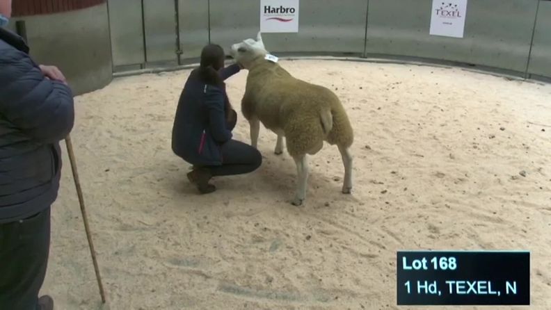 Maailman kallein lammas myytiin Skotlannissa – katso, miltä muskeleistaan tunnettu texel-lammas näyttää