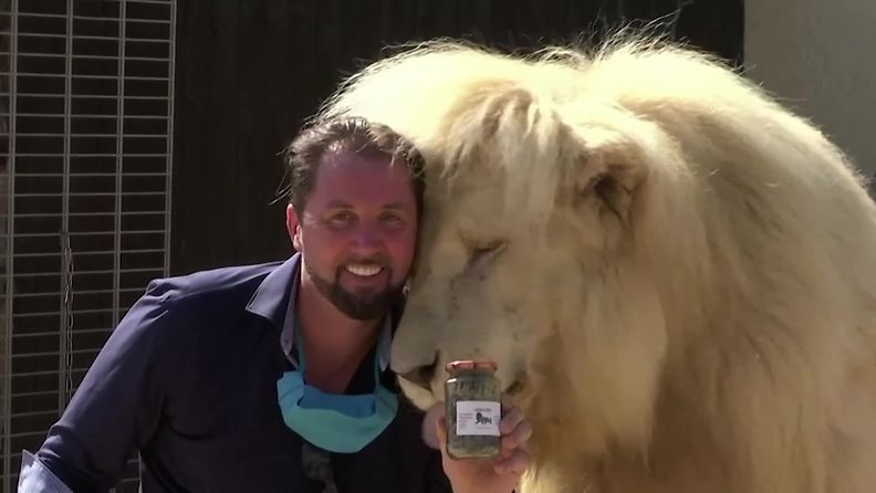 Saksalainen sirkus myy leijonan kakkaa selviytyäkseen koronan aiheuttamista tappioista – uloste pitää kissat pois puutarhasta