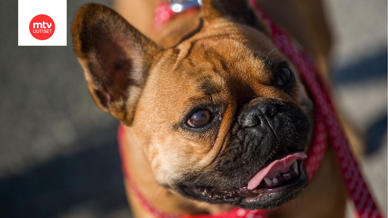 Voidaanko Ranskanbulldoggi Pelastaa geneettisest Umpikujasta voidaanko-ranskanbulldoggi-pelastaa-geneettisest-umpikujasta