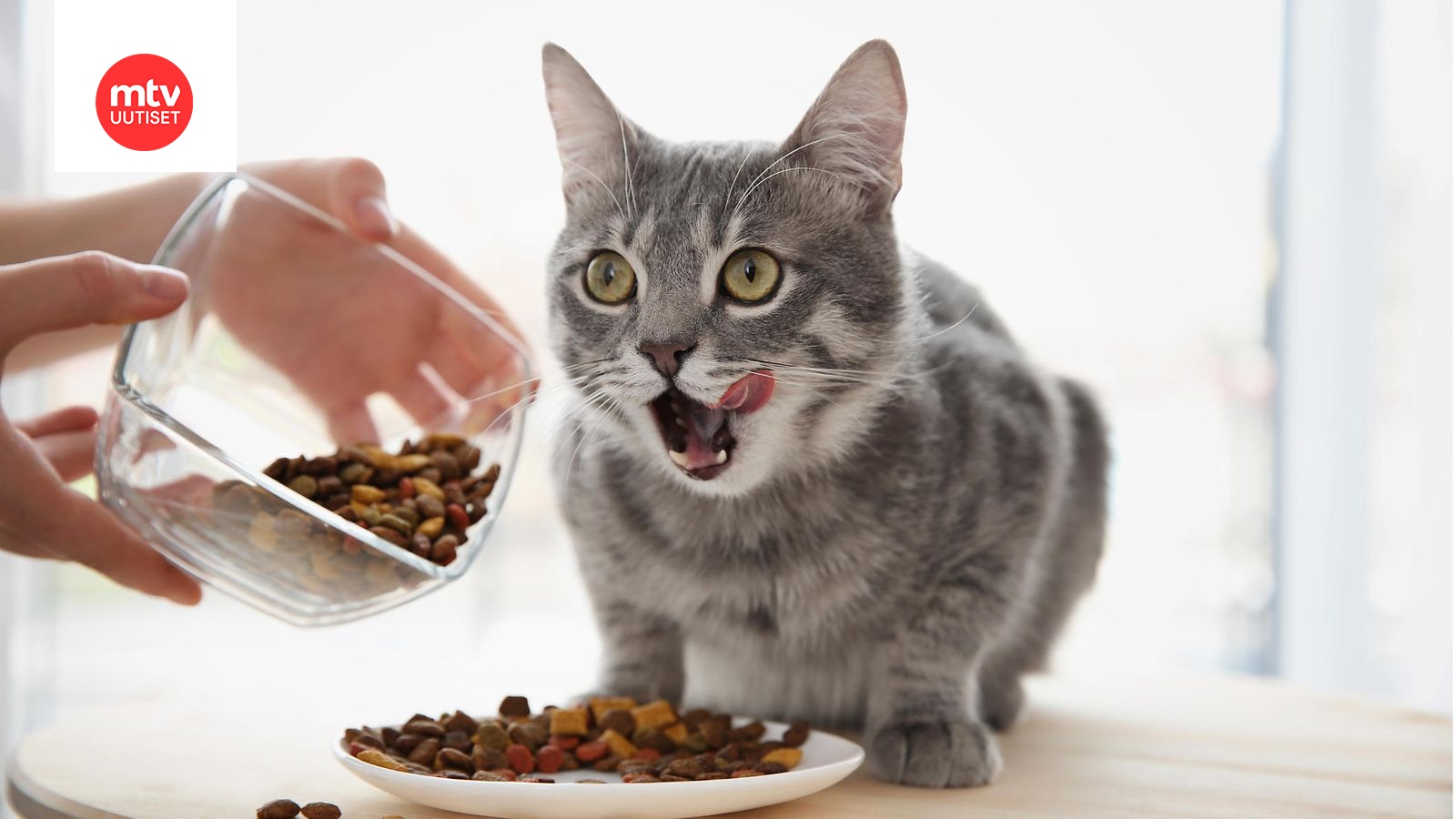 Kuinka usein kissa pitäisi ruokkia? Tuoreen tutkimuksen mukaan yksi iso  ateria päivässä olisi parempi kuin monta pientä 