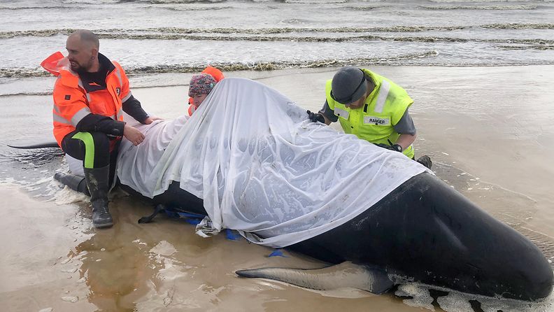 EPA Rannalle ajautuneita valaita pelastettiin Australiassa.