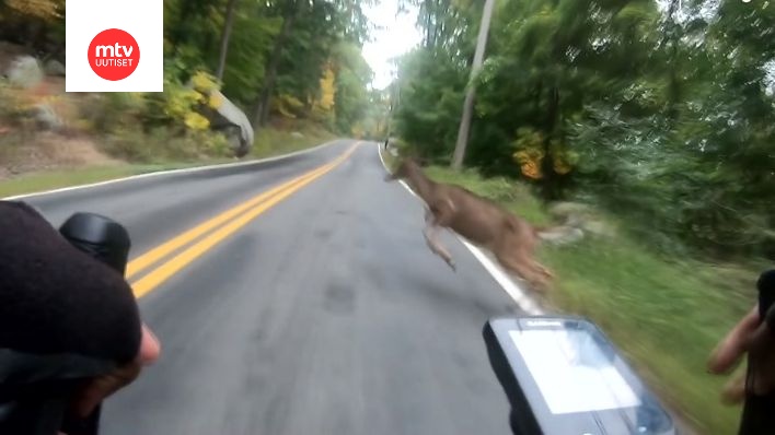 Video: Peura loikkaa suoraan hurjaa vauhtia viilettävän pyöräilijän eteen -  