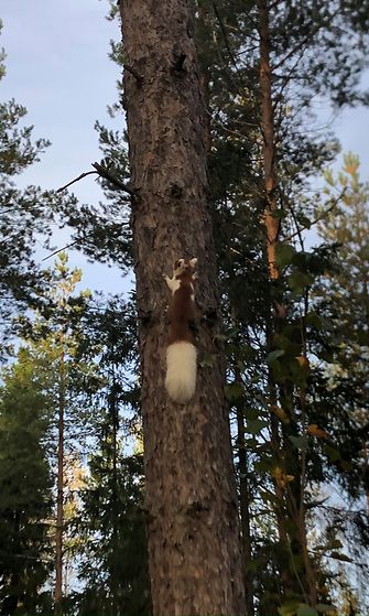 Marjo Vähälummukka ikuisti täplikkään oravan Vantaan Asolassa 2