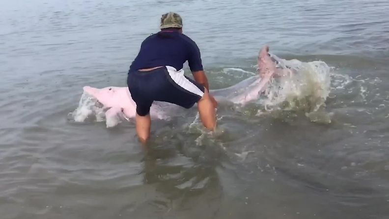 kameraone vaaleanpunainen delfiini