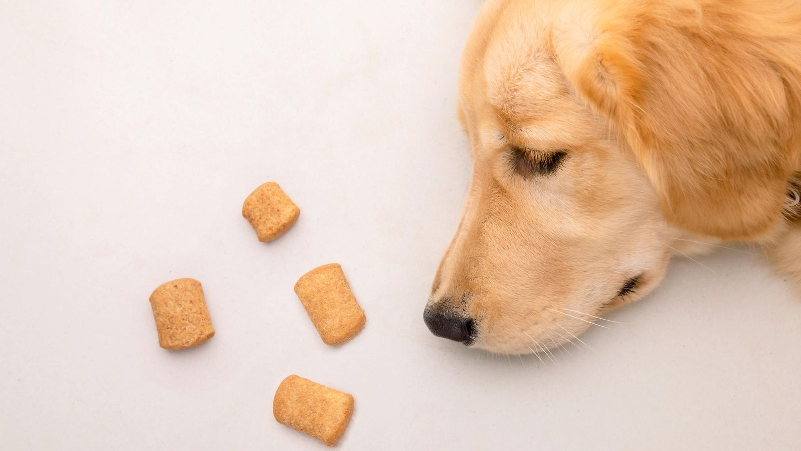 Koiran toiminta ihmetyttää: Söi herkun, jota kiellettiin syömästä, mutta  haki toisen tilalle 