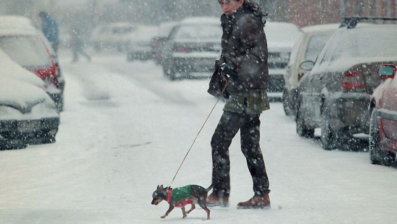 Koira liikenteessä talvella