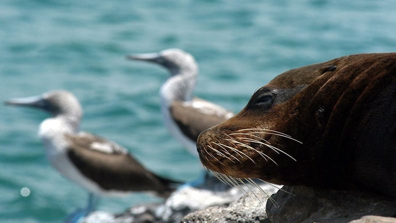 Galapagos-saarilla tutkimuksia tehnyt Darwin kehitti teorian evoluutiosta.