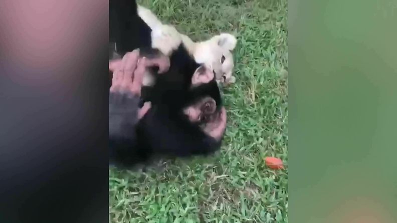 simpanssijaleijonanpentu