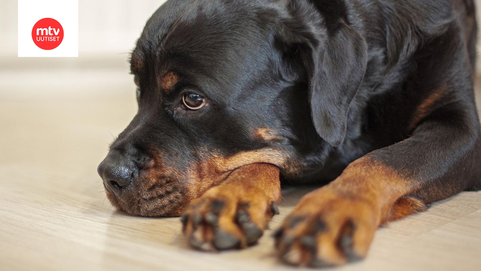 Rottweiler Varasti Sukan – Koiran Viaton Ilme Naurattaa - MTVuutiset.fi