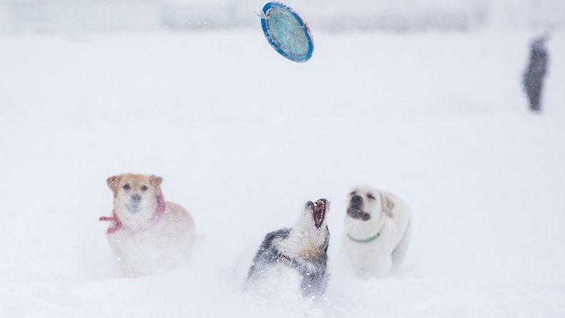 LK 18.12.2020 Lumisade lumi koirat leikkivät lumessa talvi lumikinos lumihanki