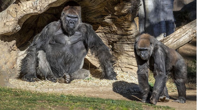 AOP: Gorilla, San Diego, positiivinen koronavirustulos