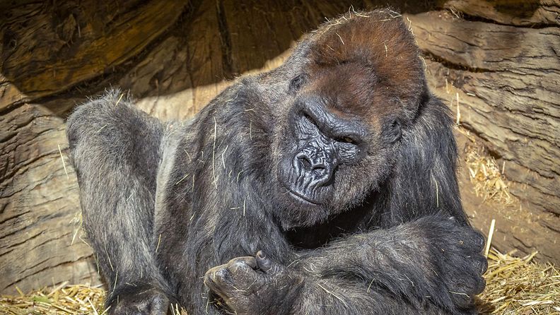 AOP: Gorilla, San Diegon eläintarhassa, koronavirus