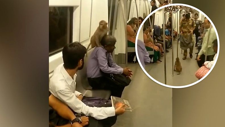 Apina päätti ottaa kyydit junalla Intiassa – Katso, kuinka matkustajat hätääntyivät matkatoverista