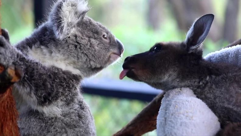kenguru-frankie ja koala-ash