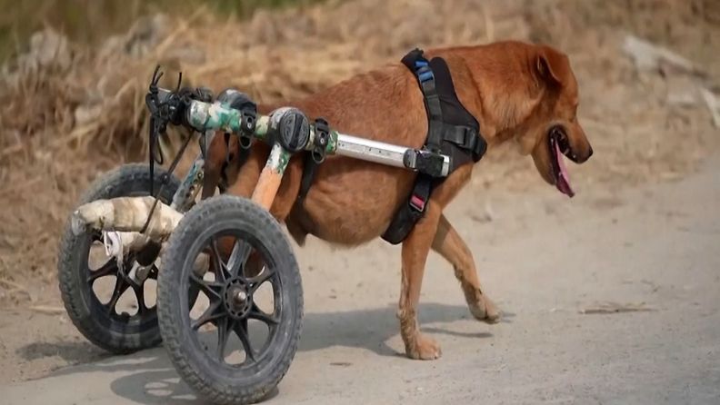 OMA: kulkukoira, koira, thaimaa, vammautunut koira