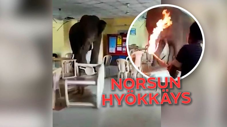 Vihainen norsu murtautui rakennuksen sisälle ja alkoi riehumaan– tunkeilija ajettiin ulos palavalla kepillä