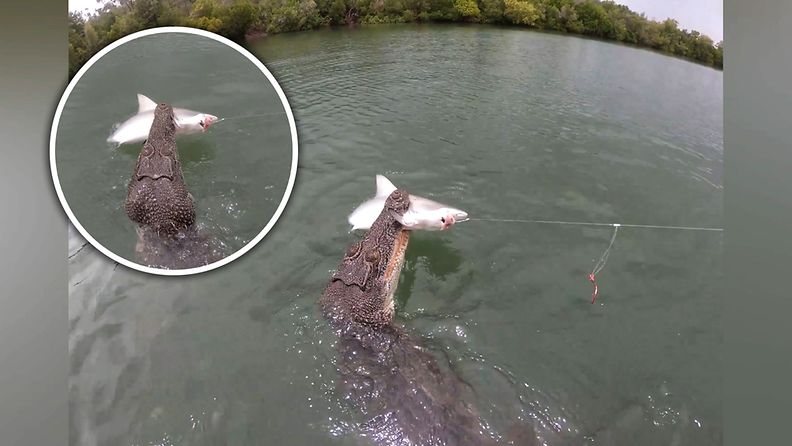 Kalastaja ei voinut uskoa onneaan, kun uistimeen tarttui hai – nälkäinen krokotiili puuttui peliin ja nappasi saaliin itselleen