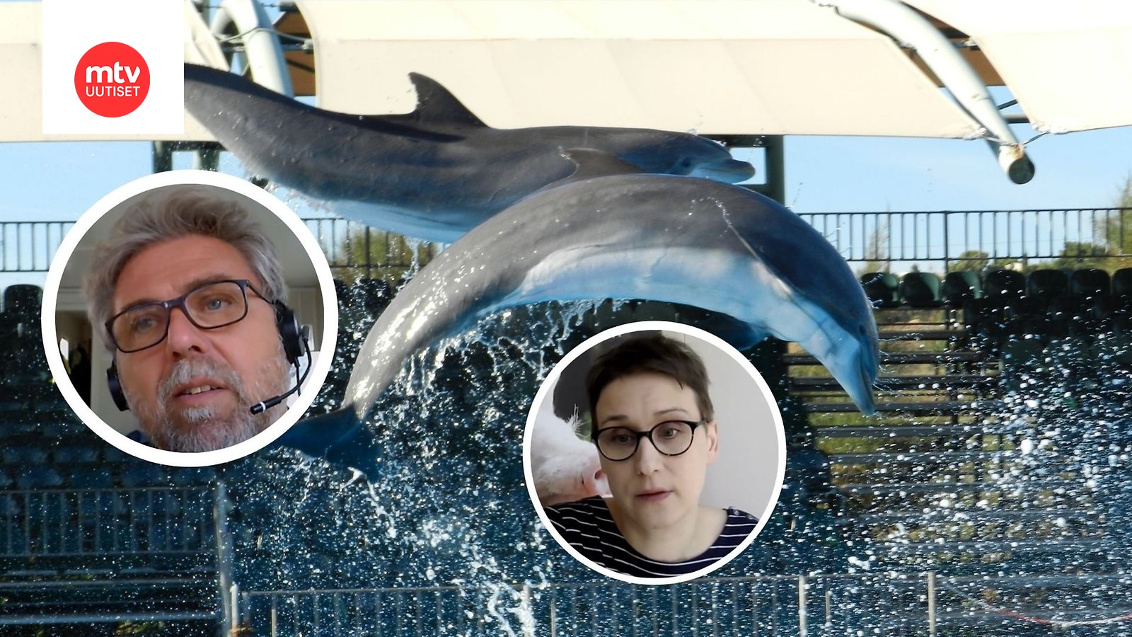 Miten Särkänniemen delfiineillä menee nyt? Veera siirrettiin Italiaan,  Eevertilla ja Leevillä menee hyvin Kreikassa 