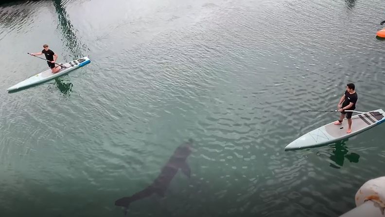 160421-verkkokuva-Jättiläishai ui pelottavan lähellä melojia – katso hetki pysäyttävältä videolta