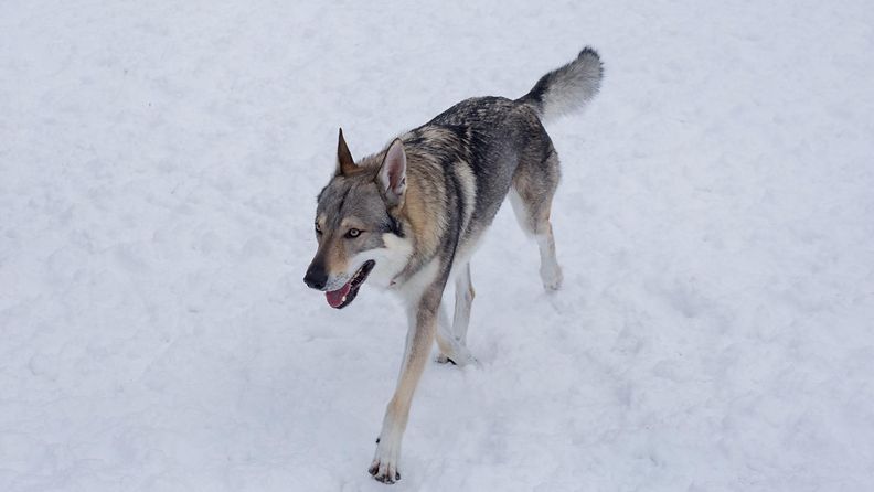 Tsekkoslovakian susikoira juoksee valkoisella lumella.