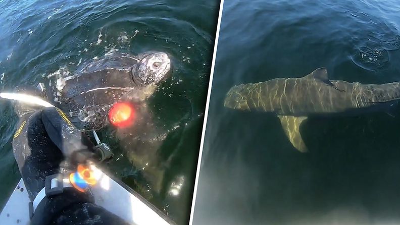 Sukeltajat pelastivat naruihin loukkuun jääneen valtavan kilpikonnan – ympärillä vaani hai
