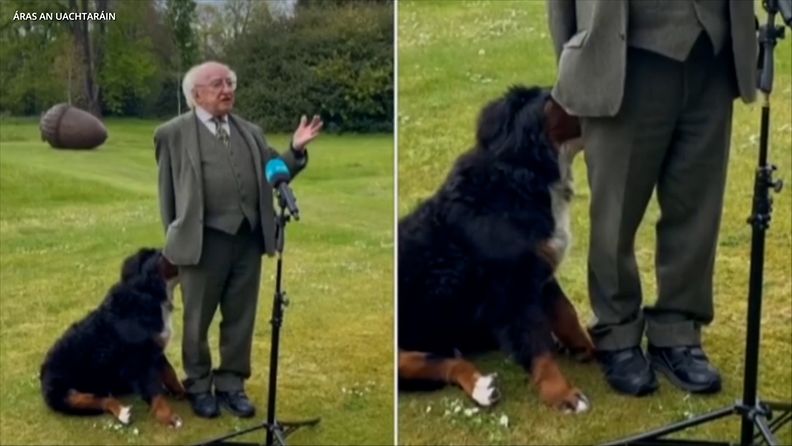irlannin presidentin koira kerakäyttöön