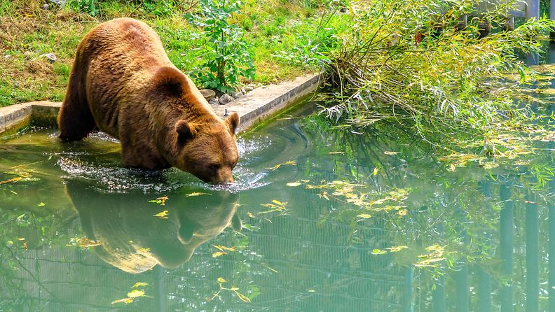 Kuvan karhu on kuvattu Bernissä, Sveitsissä.8196