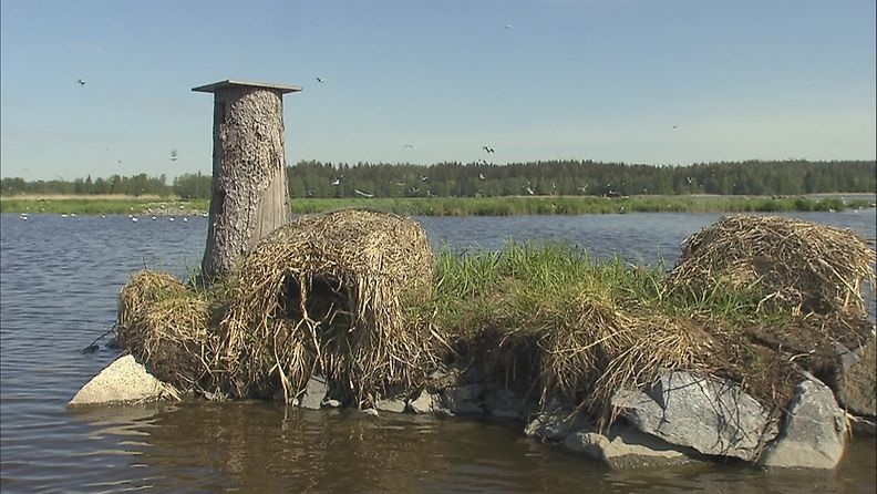 Ahtialanjärvi, lintujärvi, Lempäälä