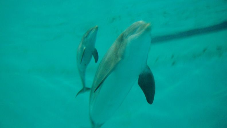 LK_7.6.21_Veera delfiini