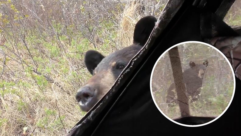 Metsästäjä koki pelottavan kohtaamisen karhun kanssa metsässä – utelias mesikämmen kurkkasi teltasta sisään Kanadassa