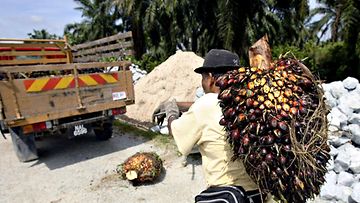 Palmuöljyplantaasilla työskentelevä henkilö kantaa öljypalmuterttua selässään ja kävelee kohti kuorma-autoa.