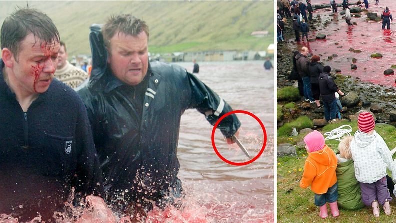 Valaiden raakalaismainen teurastus värjää Färsaaren rannat verenpunaiseksi vuosisatoja vanhassa perinteessä