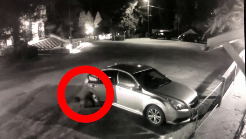 Karvainen pitkäkyntinen murtautui poliisin autoon – huvittava valvontakameravideo paljasti teon