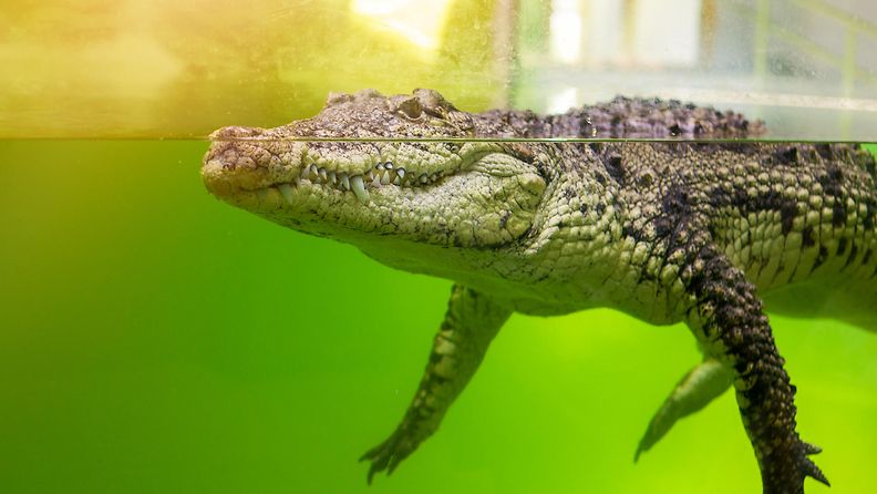 Alligaattori kelluu vedessä