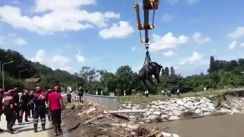 Lehmä pelastettiin keskeltä tulvaa Turkissa