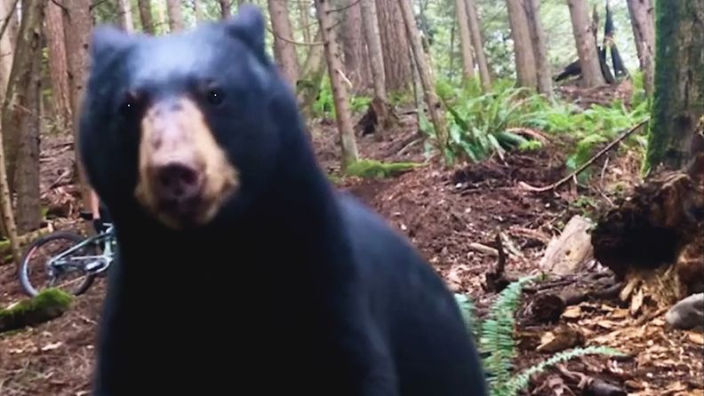 Pelottava kohtaaminen karhun kanssa tallentui videolle – 15-vuotias sai ajettua kameraan hönkivän karhun pois maastopyöränsä avulla
