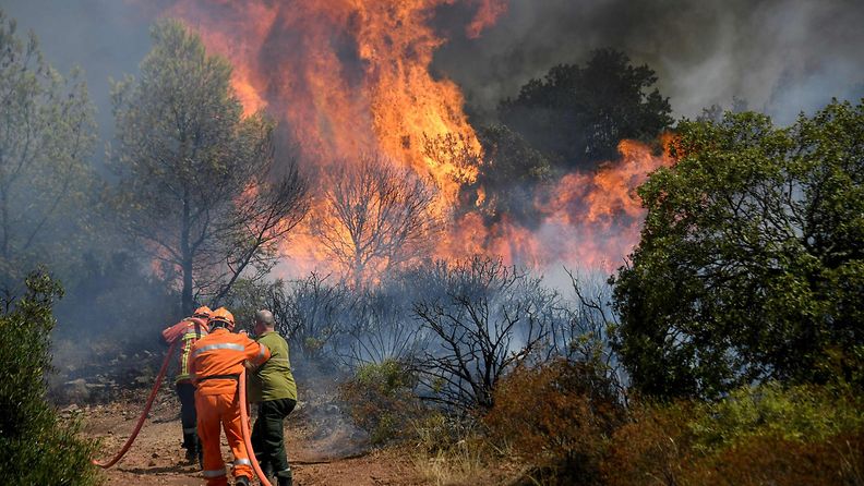 Pelastajat suuntaavat paloletkun kanssa roihuavaan metsään.