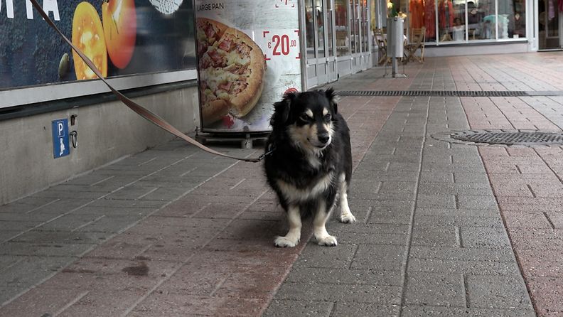 Useimmat ruokakaupat eivät päästä koiria sisään ostoksille. Kamu, 13, odottelee Munkkivuoren ostoskeskuksen ulkopuolella Helsingissä18.8.2021. 