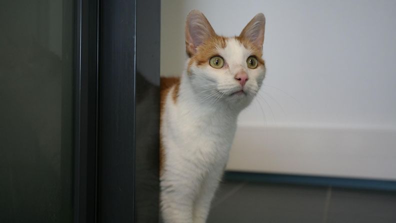 Herra Hurmaava on yksi Helsingin eläinsuojeluyhdistyksen HESYn kautta kodin saaneista kissoista.