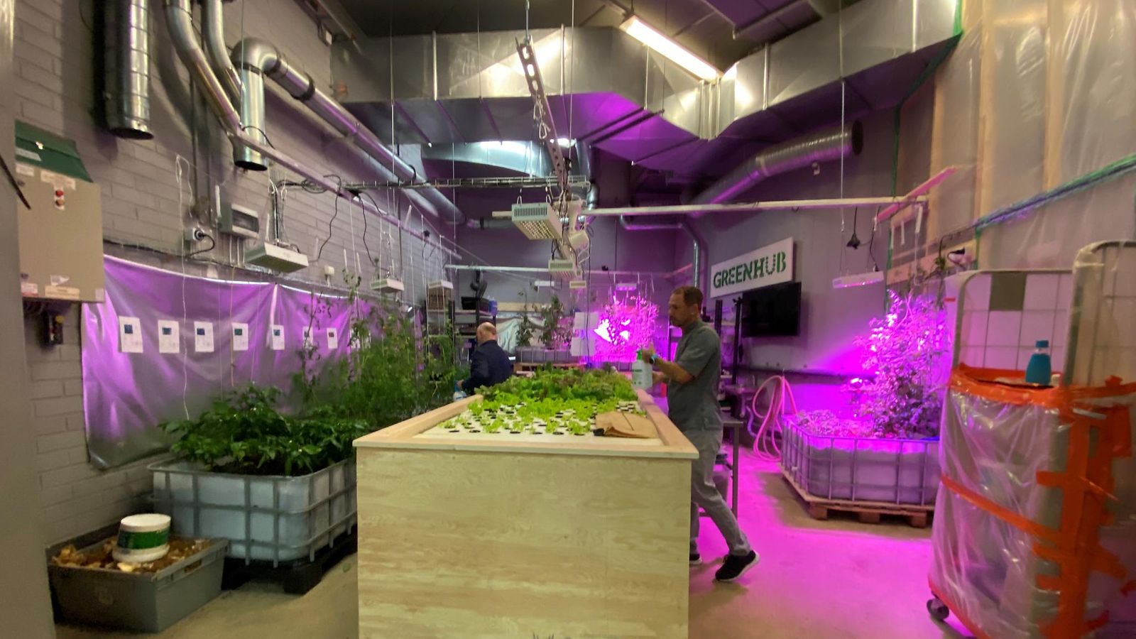 Maapallon toiselta puolelta tuotaviin kasviksiin kyllästynyt  ravintoloitsija rakensi oman kasvihuoneen 