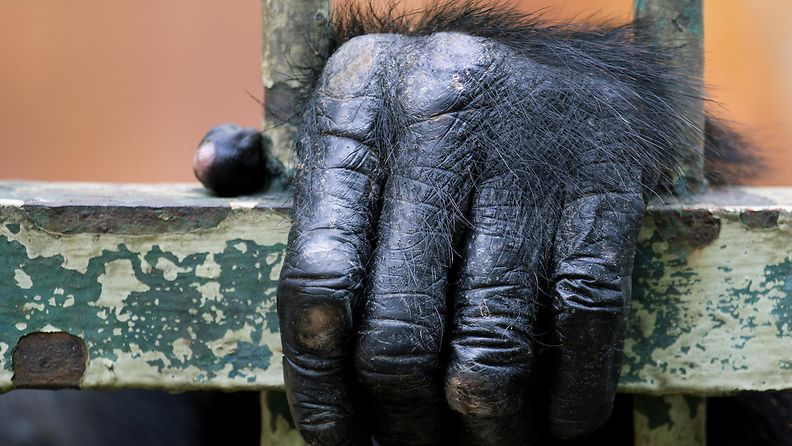simpanssi eläintarhassa