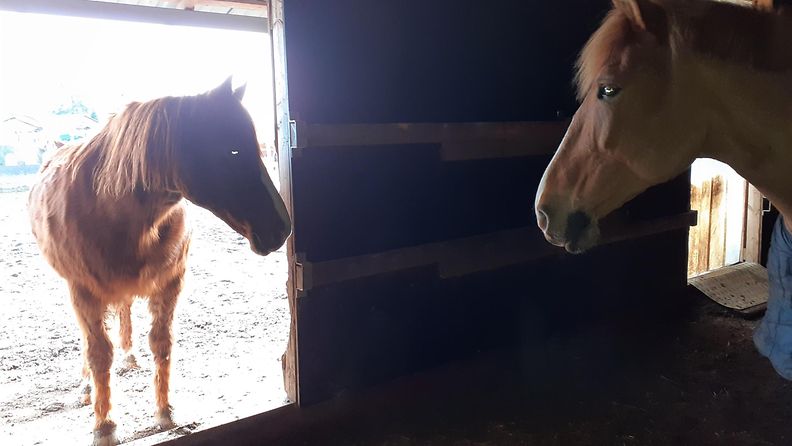 Hevosalan yrittäjä Maarit ei halua luopua hevosestaan, koska se on hänelle paitsi tärkeä työväline myös hyvä ystävä.