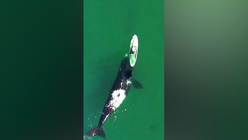 Utelias valas liittyi melojan matkaan merellä – dronelle tallentui taianomainen hetki Argentiinassa