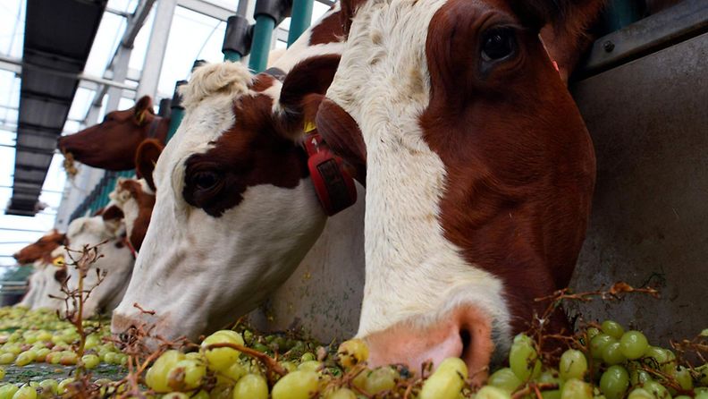 Lehmiä kelluvalla maatilalla Hollannissa.