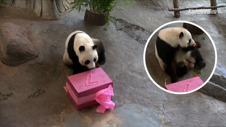 Ähtärin Lumi-panda täytti seitsemän vuotta – tämä synttärisankarin lahjan avaus näytettiin Kiinassa saakka (1)