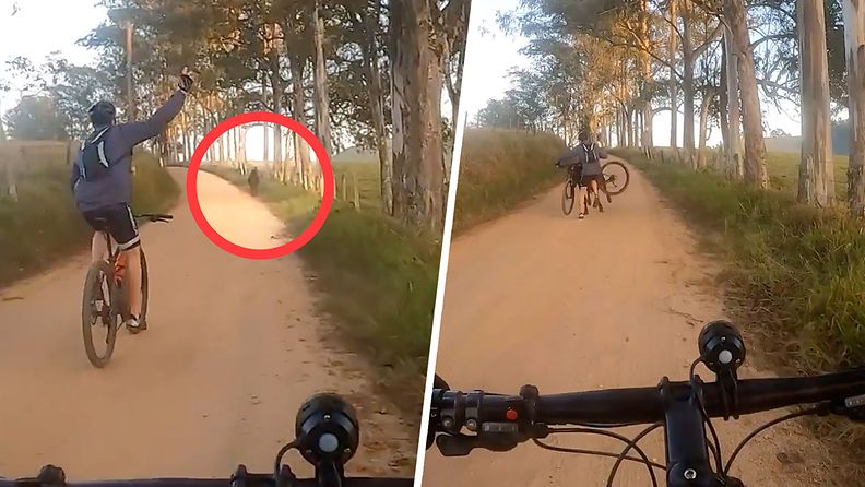 Pyöräilijä lähti naureskellen häätämään tiellä olevaa lehmää – videolle tallentui kivulias törmäys